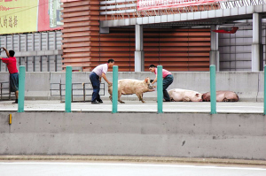 "捉猪小组"成员一前一后准备抬猪上车