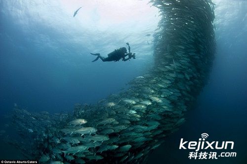 海底鱼群龙卷风六带鰺求爱时的奇景