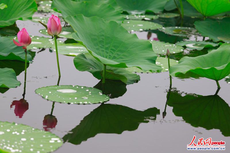 高清组图:雨中荷花别样艳