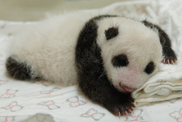 赠台大熊猫宝宝成长录:从小粉球到跟妈妈过夜