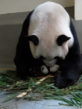 赠台大熊猫宝宝成长录:从小粉球到跟妈妈过夜