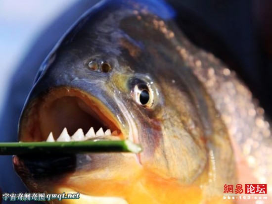 食人鱼为何难以称霸亚马逊