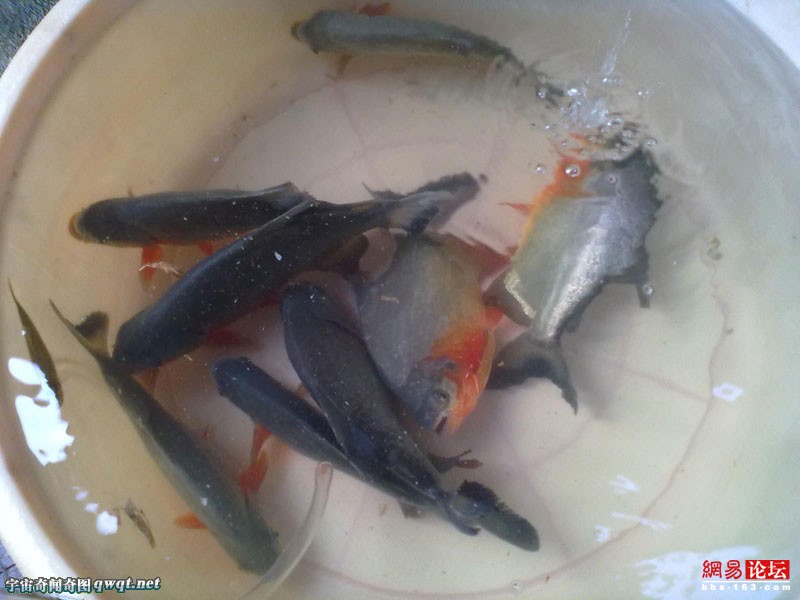 食人鱼为何难以称霸亚马逊