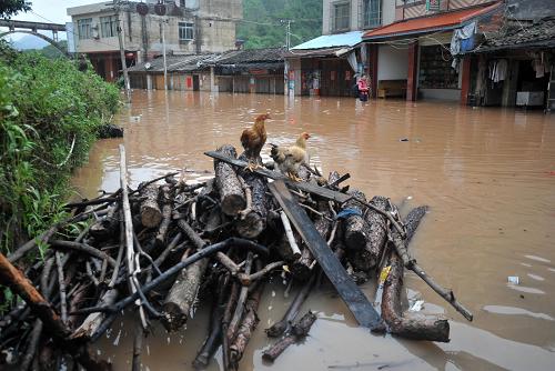 8月17日,在广西贺州市八步区信都镇,两只鸡站在一堆木头上躲避洪水.