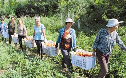 壶关县常平村旱地西红柿喜获大丰收(图)