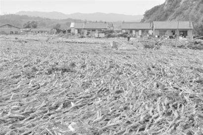 昨日下午,抚顺市清原满族自治县南口前镇南面的一处地势平缓的田地里