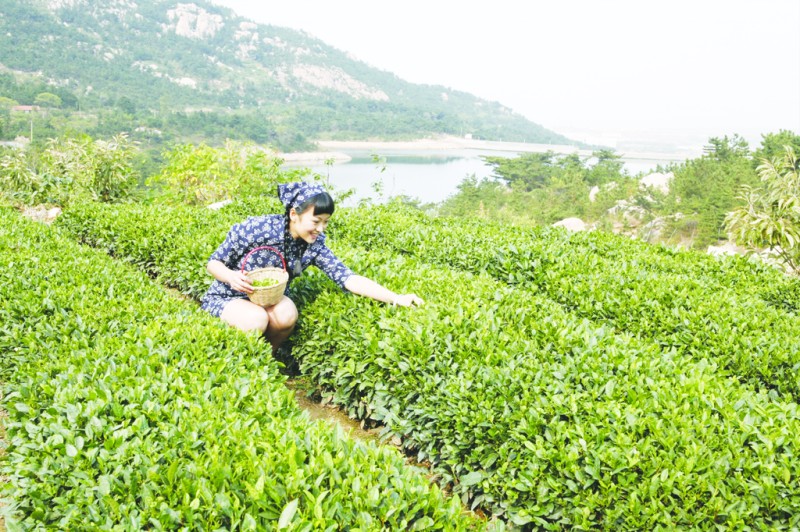 晓阳春领衔崂山茶(图)