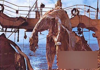 资料图:日本渔船捞到"怪物"尸体照片
