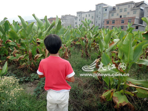 小霞说,自己在芭蕉地里也躲过