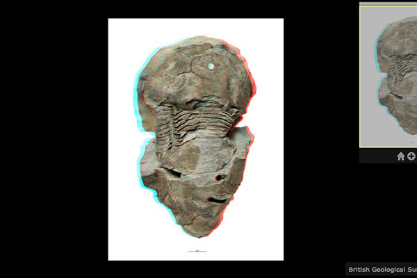 新华网8月29日电 据科技博客Gizmodo文章，英国地质调查局推出了化石数据库，用户可根据数据库提供的信息打印3D化石图像。