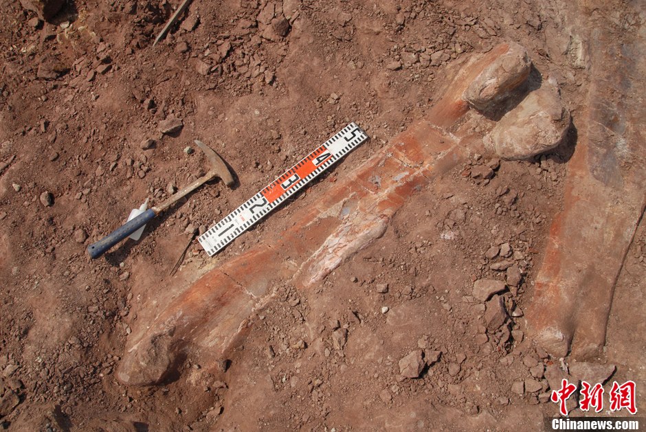 科考人员8月30日在山东莱阳恐龙化石发掘区发现一块长达1300毫米的恐龙股骨化石。李庆盛　摄