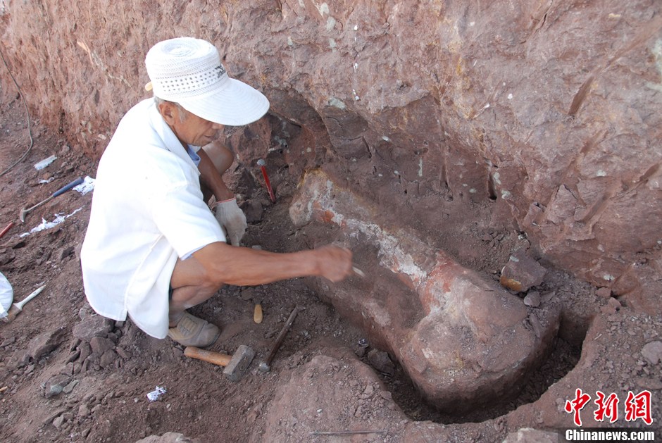 科考人员8月30日在山东莱阳恐龙化石发掘区发现一块长达1300毫米的恐龙股骨化石。李庆盛　摄