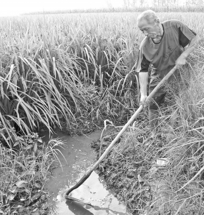 内乡县农民在水稻田浇水抗旱