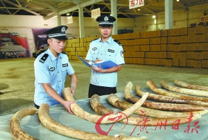 海关缉私人员对查扣的涉嫌走私象牙进行清点。