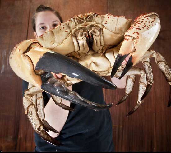 龙虾那样大,但是作为高端食材,近年来澳洲皇帝蟹正受到众多螃蟹爱好者