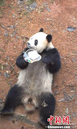 图为：杭州动物园熊猫“蜀云”。 网友“发条小橘子” 摄