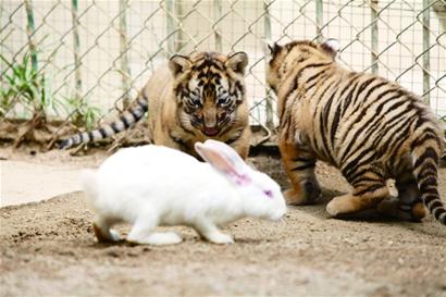 兔子请老虎打一成语是什么_老虎和兔子图片