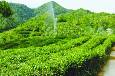 立足特色 发挥优势推动黄山农业产业化转型发