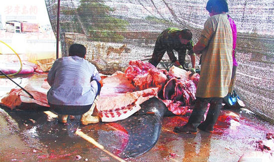 山东日照渔民连捞三条大鲨鱼最大重10余吨(图