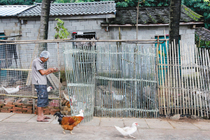 一位村民在村边修缮自家的鸡鸭舍门.