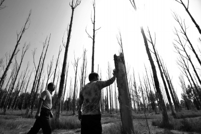 张北县西关林区，大片大片的杨树只剩下光秃秃的树干。