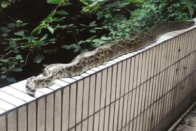 蟒蛇趴在居民楼栏杆上“睡觉”。