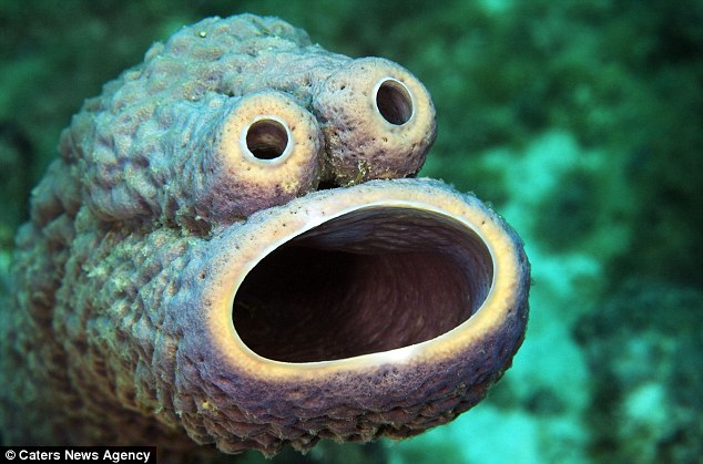 海洋摄影师拍到罕见海绵 大张嘴眼十分惊悚(图)"表情"
