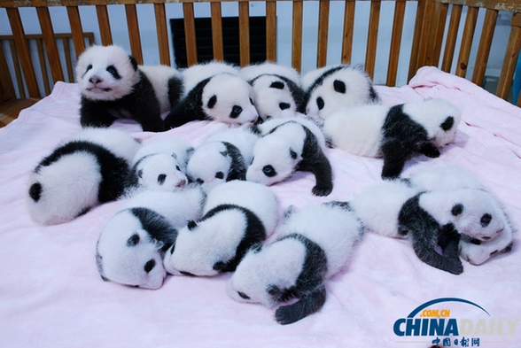 四川成都大熊猫繁育研究基地月亮产房,14只出生不久的大熊猫宝宝在