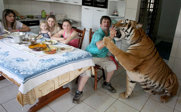 巴西土豪养七只老虎当宠物一起吃饭洗澡