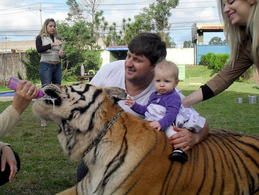 巴西土豪养七只老虎当宠物 一起吃饭洗澡