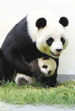 大熊猫圆圆是圆仔最重要的人生老师