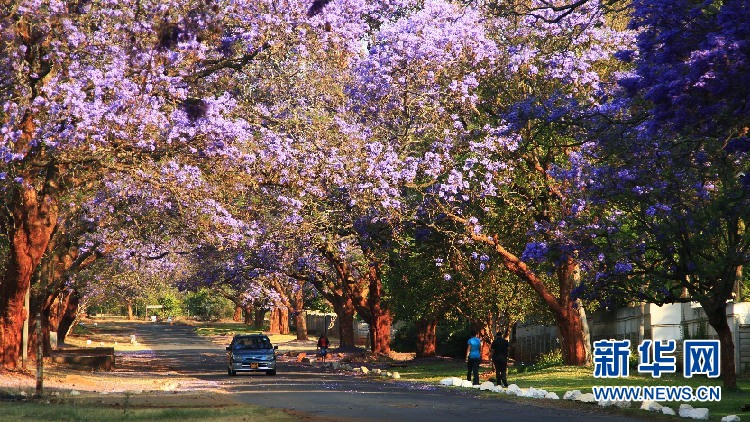 行人在津巴布韦首都哈拉雷开满紫色花朵的