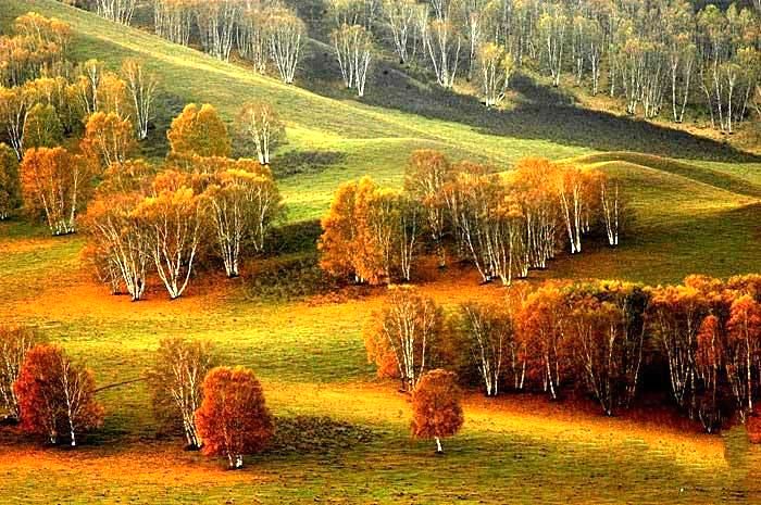 内蒙古乌兰布统童话般的白桦林景致