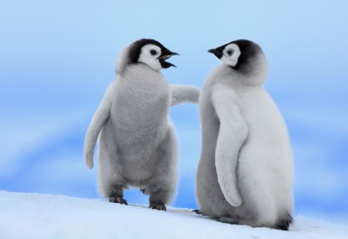 企鹅摆弄前肢蹒跚学步 憨态可掬十分可爱(组图)