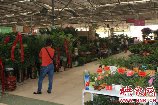 陈寨花卉市场鲜花,盆景销售平淡