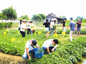 农庄摘菜 享受生活(图)