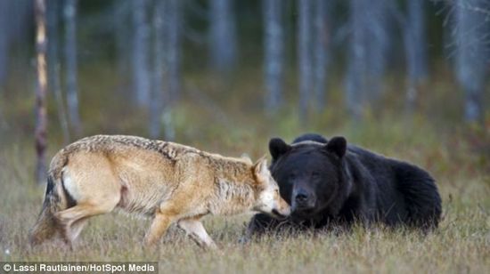 雌狼与雄熊连续10晚一起度过 看日落吃大餐