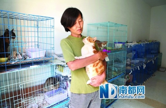 深圳猫姨收养83只猫每月花费万元多次搬家