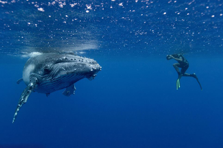 潜水员汤加海域与40吨巨鲸同游 胆量惊人(高清