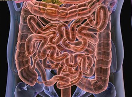 (附图:人体肠道结构图)