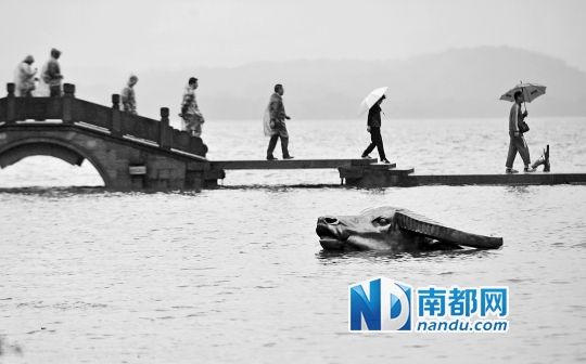 10月8日,杭州涌金门附近水域,以往能露出背部的大金牛勉强露出头。新华社发
