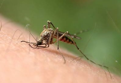 重庆:5岁女孩遭蚊子叮咬 昏迷已超82天(图)