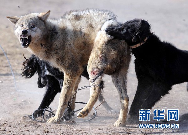 亲历吉尔吉斯斯坦传统狩猎节猎犬相斗最刺激