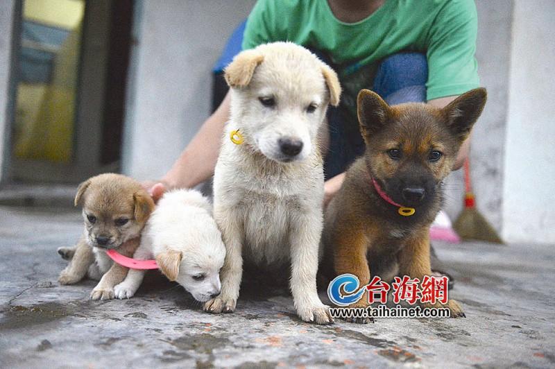 狂犬病 破伤风 小伤口莫大意(图)