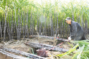 昨日,稠岭线画水镇附近的甘蔗地里,种植户吴师傅在收割甘蔗.