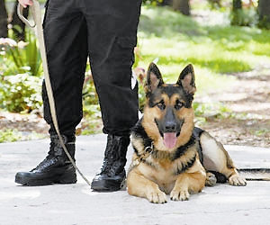 美国警犬"势力眼"(图)