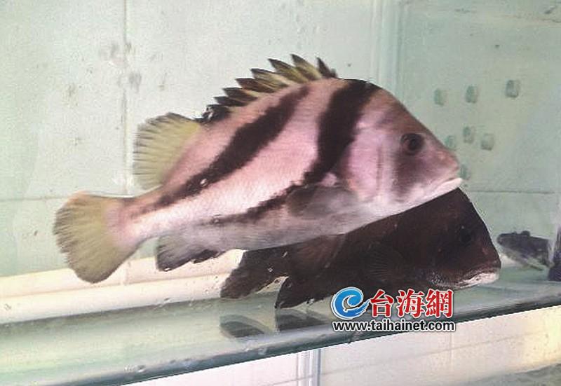 不当"包公"想做"斑马"(组图)
