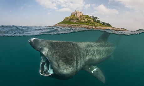 英国海中“大象”姥鲨重现 身形大如公交车(图)-搜狐滚动