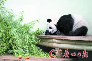 图为今年8月在爱丁堡动物园休息的大熊猫“甜甜”。（资料图片）