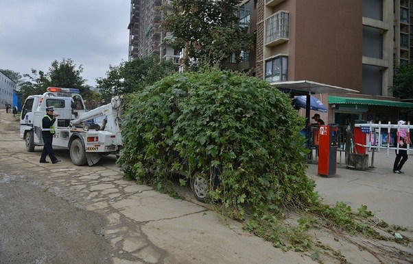 【组图】成都"僵尸车"爬满藤蔓 交警强行拖走(组图)